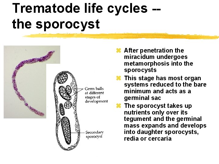 Trematode life cycles -the sporocyst z After penetration the miracidum undergoes metamorphosis into the