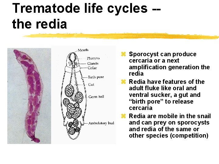 Trematode life cycles -the redia z Sporocyst can produce cercaria or a next amplification