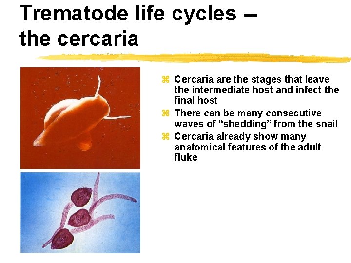 Trematode life cycles -the cercaria z Cercaria are the stages that leave the intermediate
