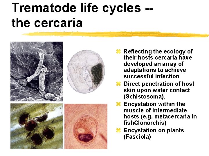 Trematode life cycles -the cercaria z Reflecting the ecology of their hosts cercaria have