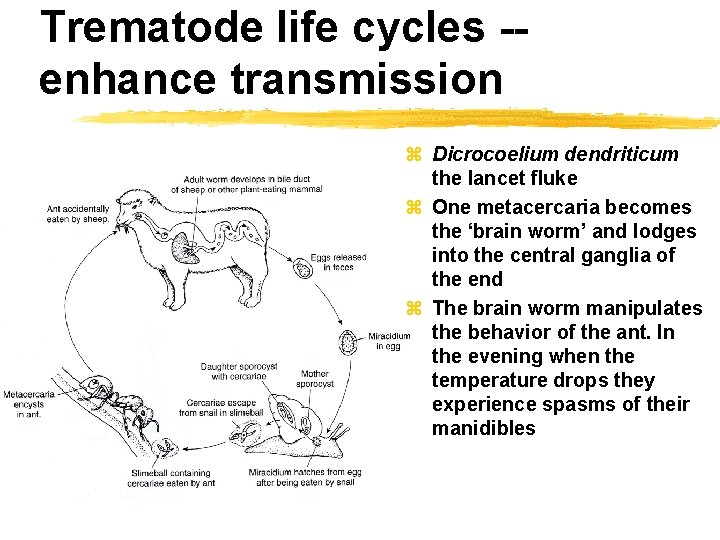 Trematode life cycles -enhance transmission z Dicrocoelium dendriticum the lancet fluke z One metacercaria