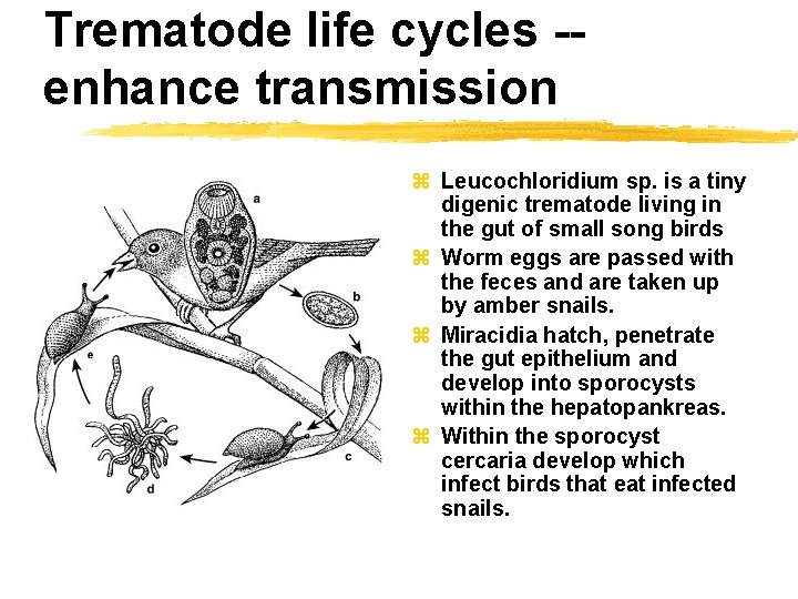 Trematode life cycles -enhance transmission z Leucochloridium sp. is a tiny digenic trematode living