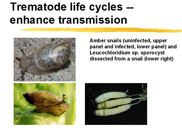 Trematode life cycles -enhance transmission Amber snails (uninfected, upper panel and infected, lower panel)