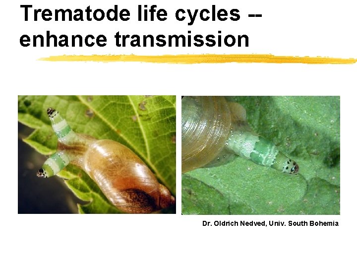 Trematode life cycles -enhance transmission Dr. Oldrich Nedved, Univ. South Bohemia 