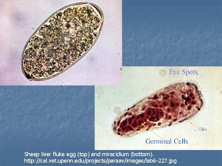 Sheep liver fluke egg (top) and miracidium (bottom). http: //cal. vet. upenn. edu/projects/paraav/images/lab 6