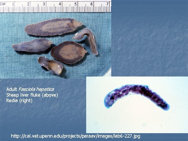 Adult Fasciola hepatica Sheep liver fluke (above) Redia (right) http: //cal. vet. upenn. edu/projects/paraav/images/lab