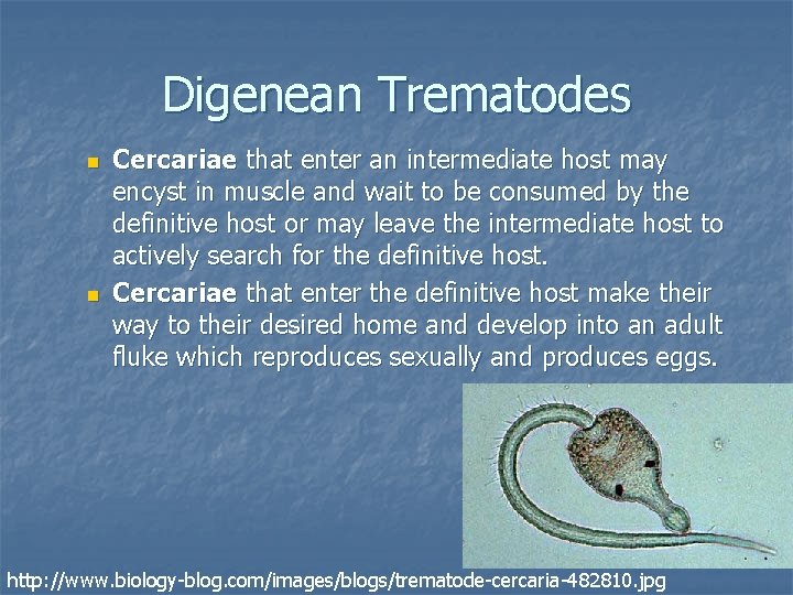 Digenean Trematodes n n Cercariae that enter an intermediate host may encyst in muscle