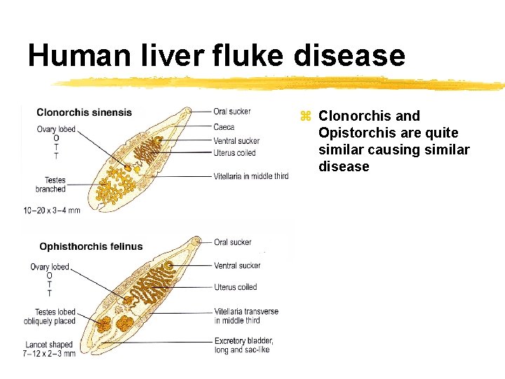 Human liver fluke disease z Clonorchis and Opistorchis are quite similar causing similar disease