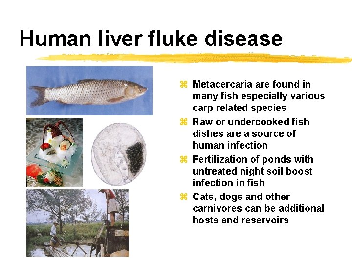 Human liver fluke disease z Metacercaria are found in many fish especially various carp