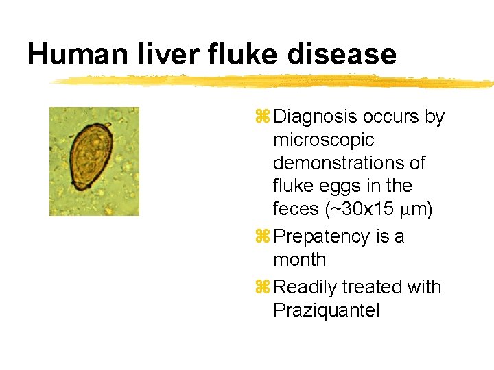Human liver fluke disease z Diagnosis occurs by microscopic demonstrations of fluke eggs in
