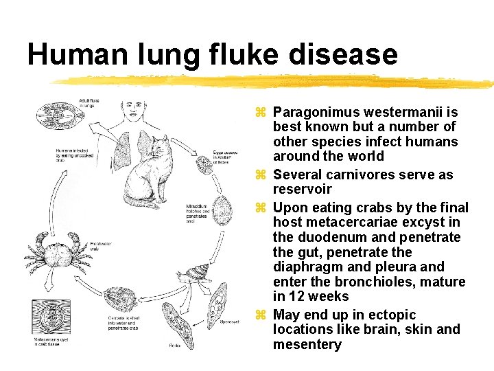 Human lung fluke disease z Paragonimus westermanii is best known but a number of