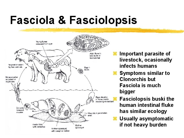 Fasciola & Fasciolopsis z Important parasite of livestock, ocasionally infects humans z Symptoms similar