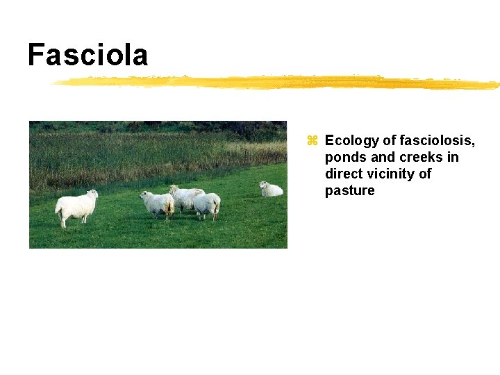 Fasciola z Ecology of fasciolosis, ponds and creeks in direct vicinity of pasture 