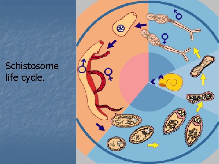 Schistosome life cycle. 