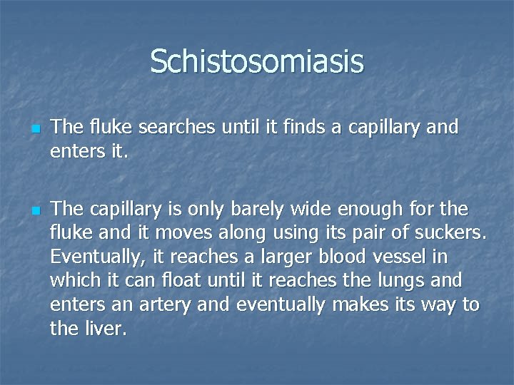 Schistosomiasis n n The fluke searches until it finds a capillary and enters it.