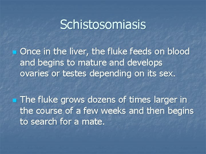 Schistosomiasis n n Once in the liver, the fluke feeds on blood and begins