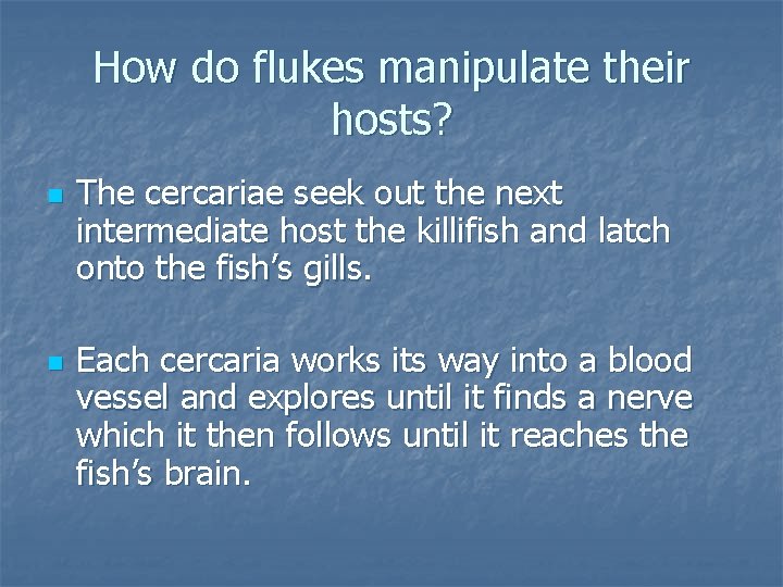 How do flukes manipulate their hosts? n n The cercariae seek out the next