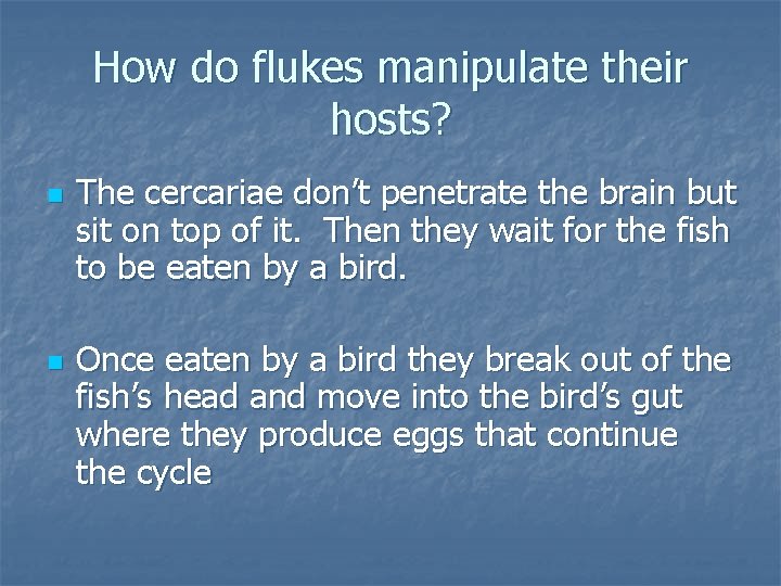 How do flukes manipulate their hosts? n n The cercariae don’t penetrate the brain