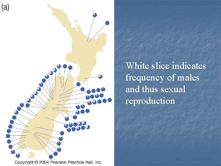 White slice indicates frequency of males and thus sexual reproduction 