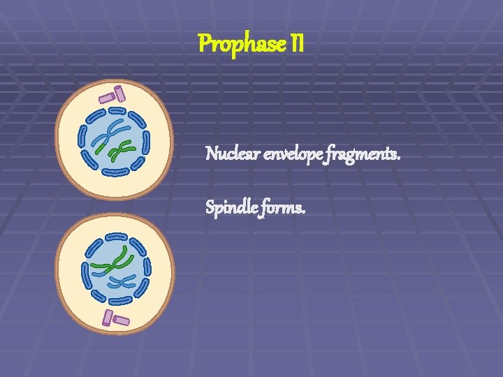 Prophase II Nuclear envelope fragments. Spindle forms. 