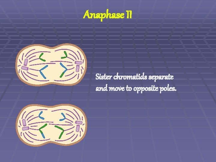 Anaphase II Sister chromatids separate and move to opposite poles. 
