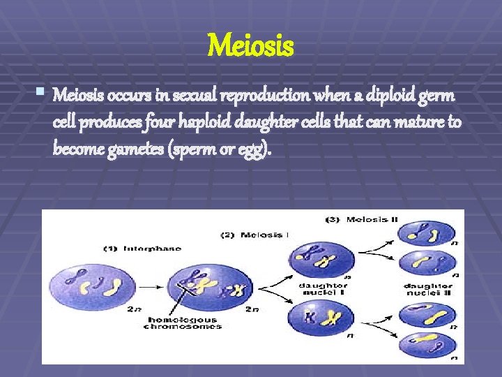 Meiosis § Meiosis occurs in sexual reproduction when a diploid germ cell produces four