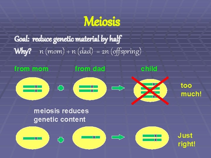 Meiosis Goal: reduce genetic material by half Why? n (mom) + n (dad) =