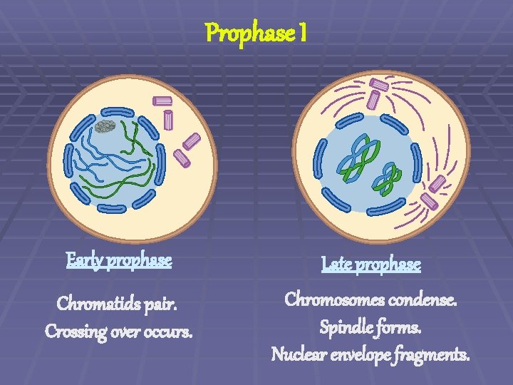 Prophase I Early prophase Late prophase Chromatids pair. Crossing over occurs. Chromosomes condense. Spindle