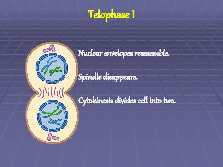 Telophase I Nuclear envelopes reassemble. Spindle disappears. Cytokinesis divides cell into two. 