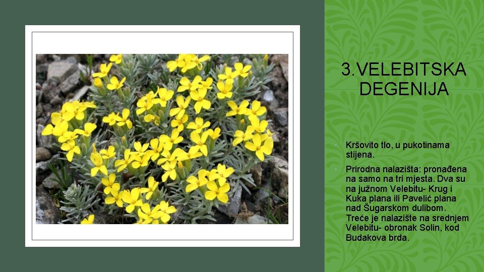 3. VELEBITSKA DEGENIJA • Kršovito tlo, u pukotinama stijena. • Prirodna nalazišta: pronađena na