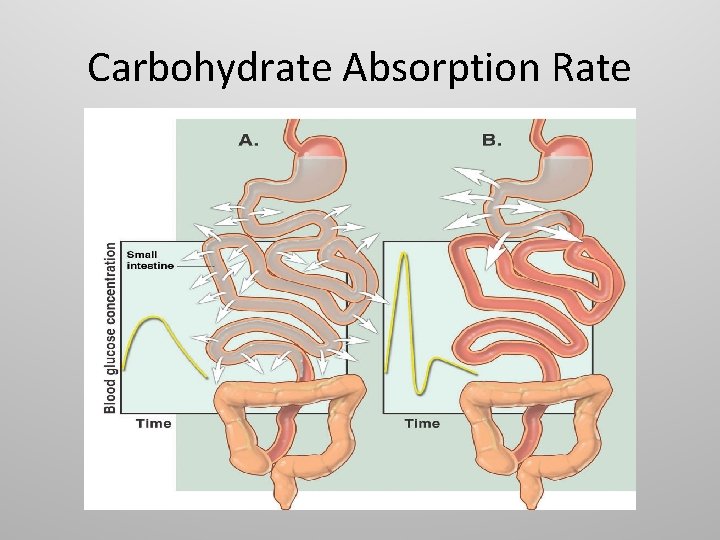 Carbohydrate Absorption Rate 