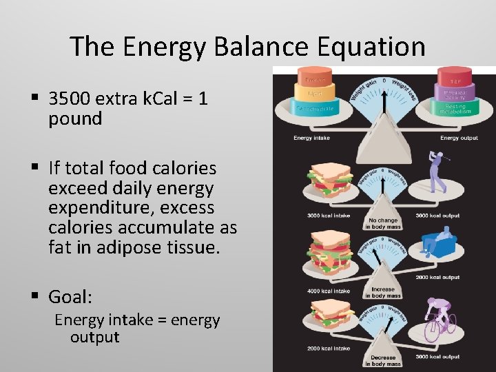 The Energy Balance Equation § 3500 extra k. Cal = 1 pound § If