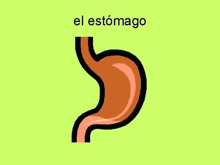 el estómago 