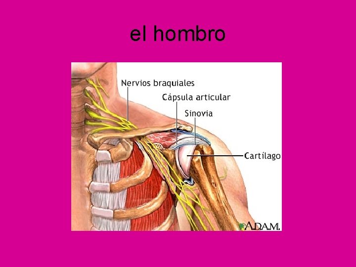 el hombro 