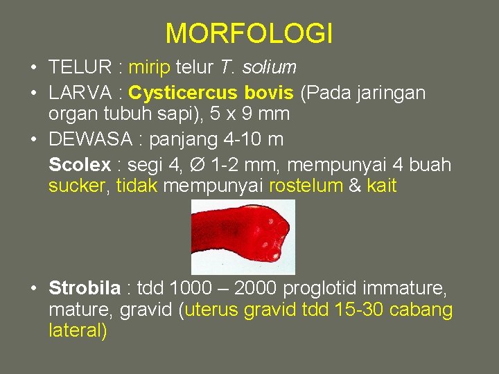 MORFOLOGI • TELUR : mirip telur T. solium • LARVA : Cysticercus bovis (Pada