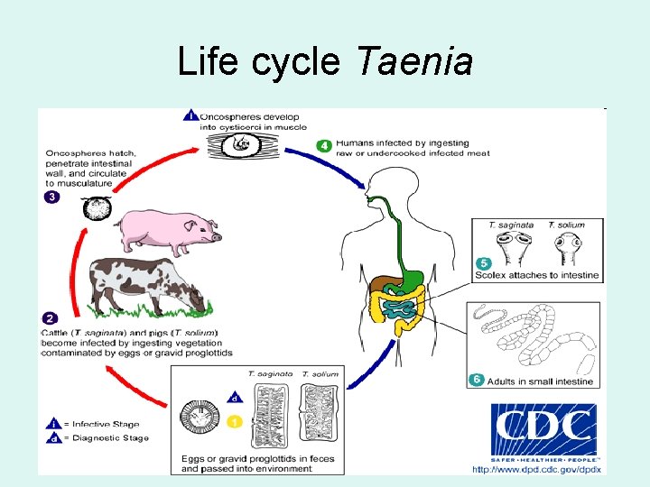 Life cycle Taenia 