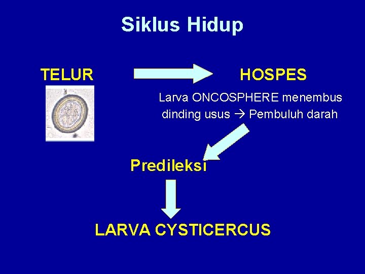 Siklus Hidup TELUR HOSPES Larva ONCOSPHERE menembus dinding usus Pembuluh darah Predileksi LARVA CYSTICERCUS