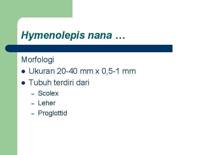 Hymenolepis nana … Morfologi l Ukuran 20 -40 mm x 0, 5 -1 mm