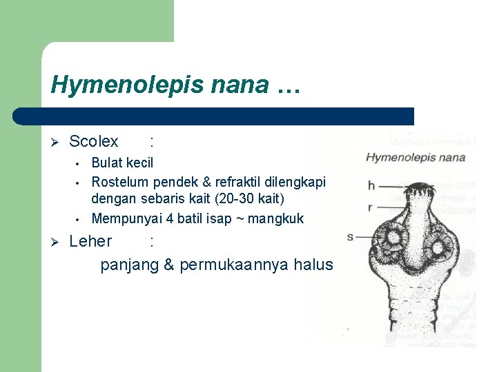 Hymenolepis nana … Ø Scolex • • • Ø : Bulat kecil Rostelum pendek