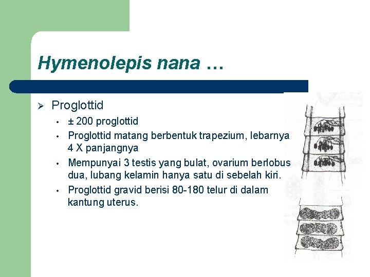 Hymenolepis nana … Ø Proglottid • • ± 200 proglottid Proglottid matang berbentuk trapezium,