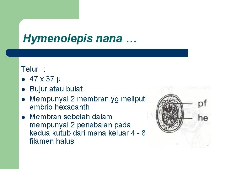 Hymenolepis nana … Telur : l 47 x 37 µ l Bujur atau bulat