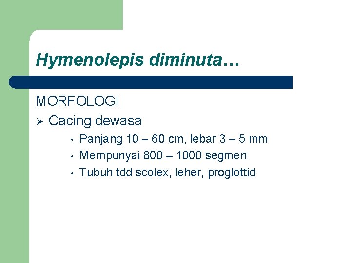 Hymenolepis diminuta… MORFOLOGI Ø Cacing dewasa • • • Panjang 10 – 60 cm,
