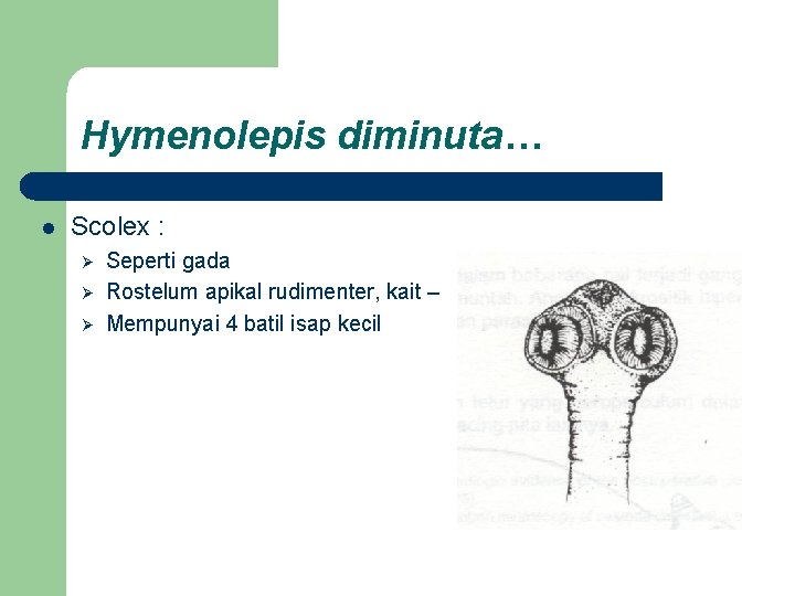 Hymenolepis diminuta… l Scolex : Ø Ø Ø Seperti gada Rostelum apikal rudimenter, kait