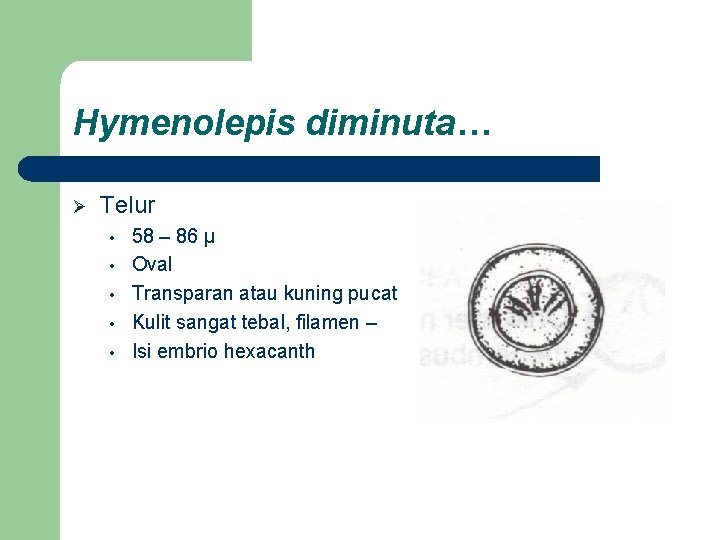 Hymenolepis diminuta… Ø Telur • • • 58 – 86 µ Oval Transparan atau