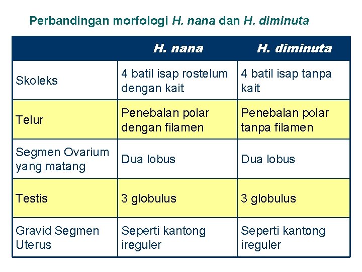 Perbandingan morfologi H. nana dan H. diminuta H. nana H. diminuta Skoleks 4 batil