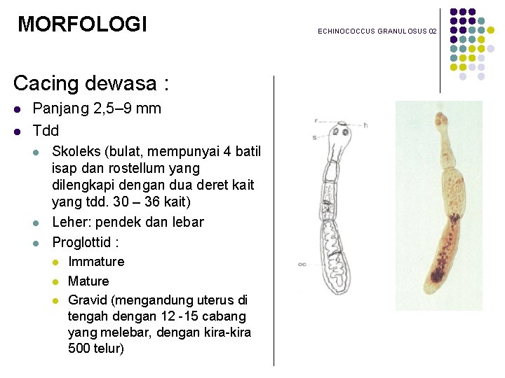 MORFOLOGI Cacing dewasa : l l Panjang 2, 5– 9 mm Tdd l l