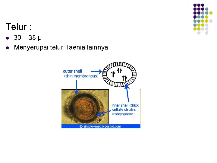 Telur : l l 30 – 38 µ Menyerupai telur Taenia lainnya 