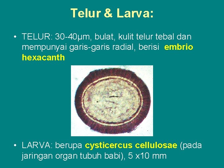 Telur & Larva: • TELUR: 30 -40µm, bulat, kulit telur tebal dan mempunyai garis-garis