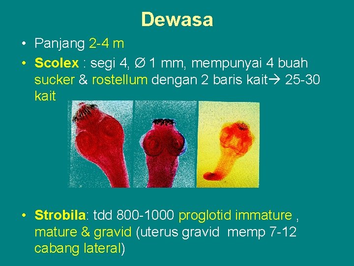 Dewasa • Panjang 2 -4 m • Scolex : segi 4, Ø 1 mm,