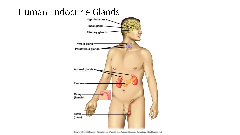 Human Endocrine Glands 